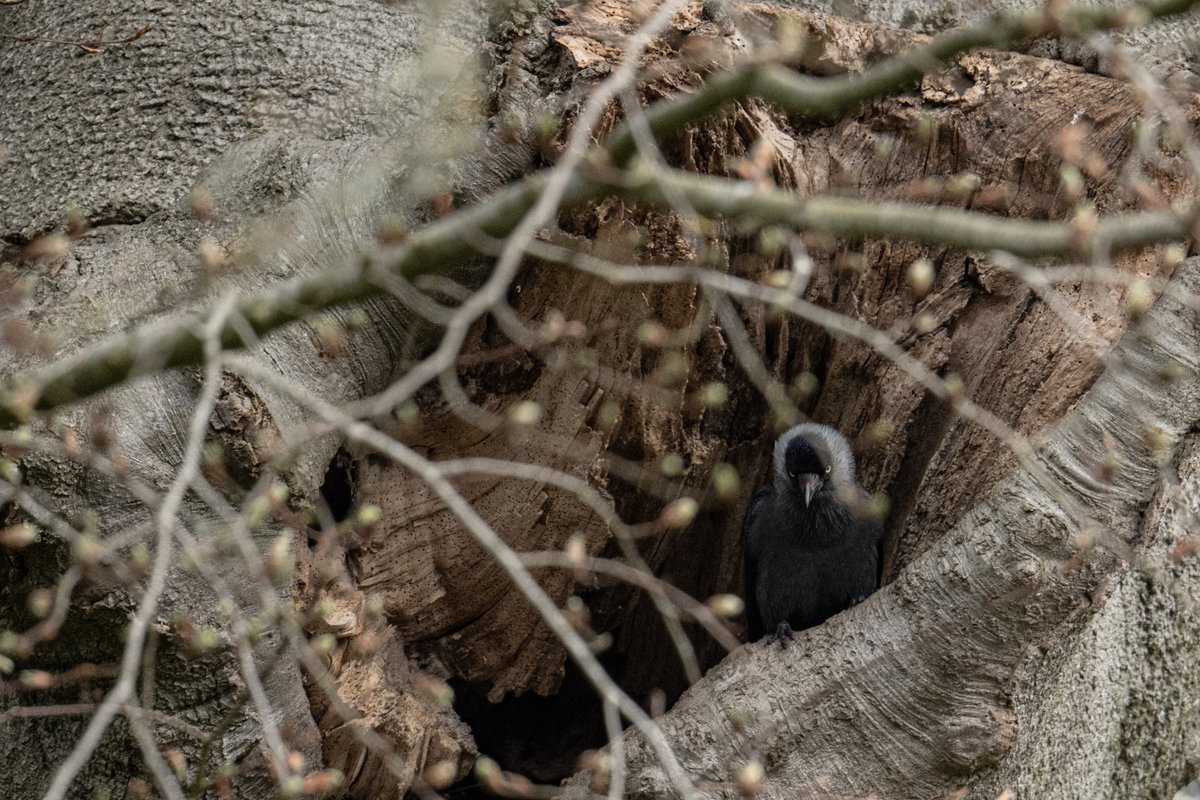 KevBruen's tweet image. Some more from @tatton_park this morning. 
@CAWOSBirding
#nikonz9 
#nikkorz100400