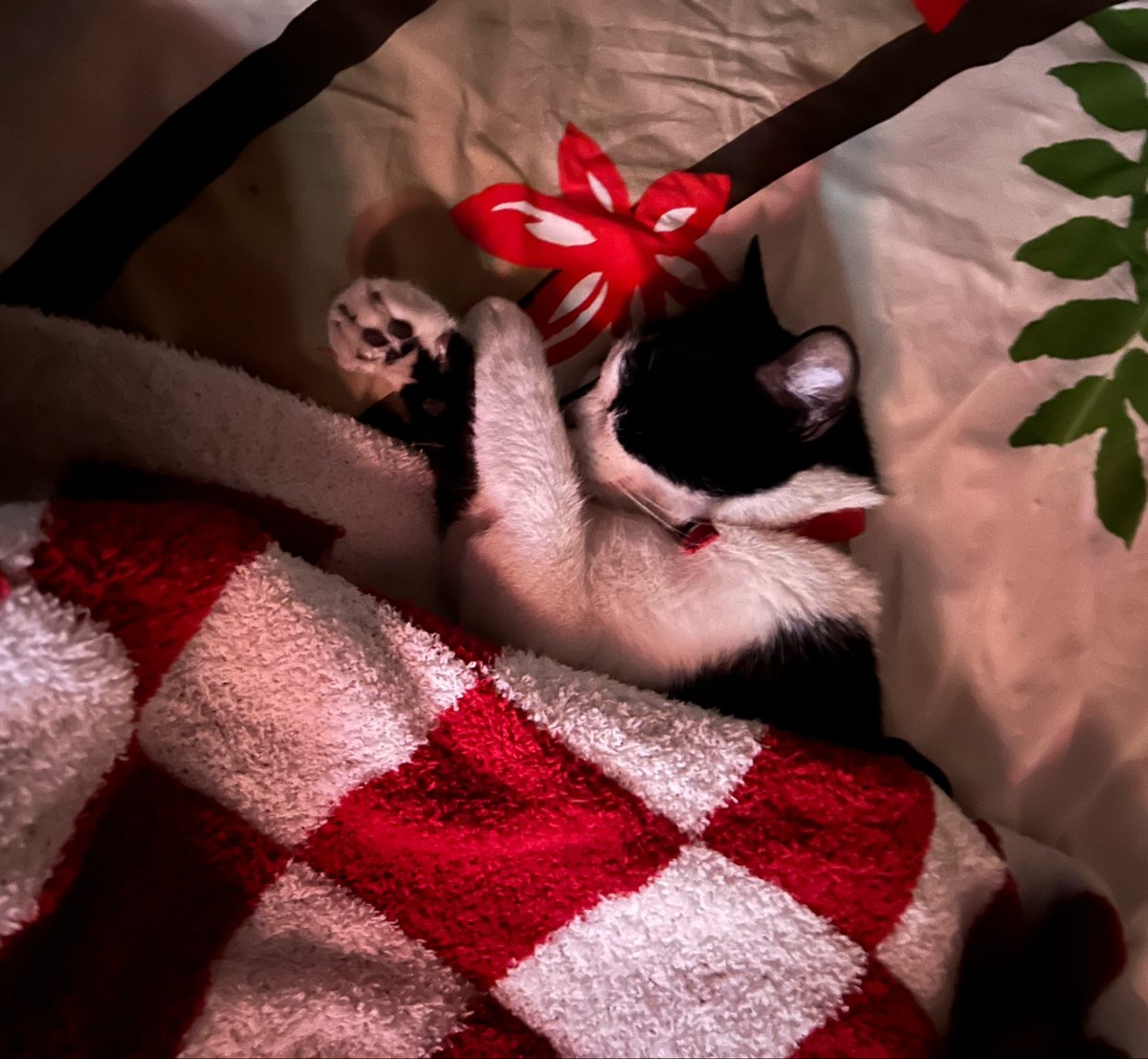 mel quiere ver a bts): tweet media