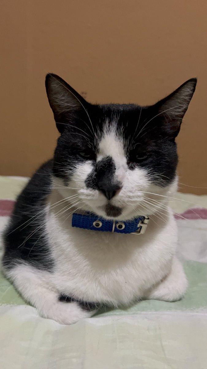 mel quiere ver a bts): tweet media