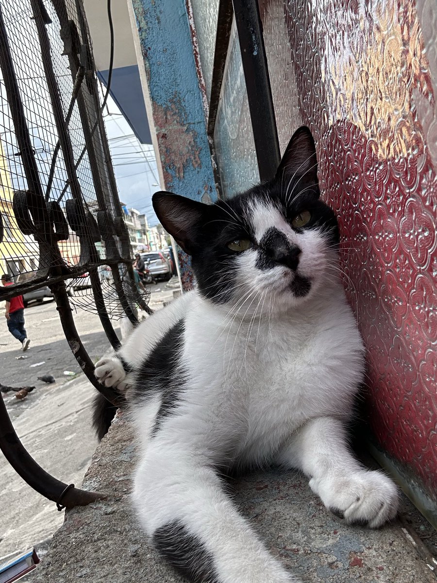 mel quiere ver a bts): tweet media