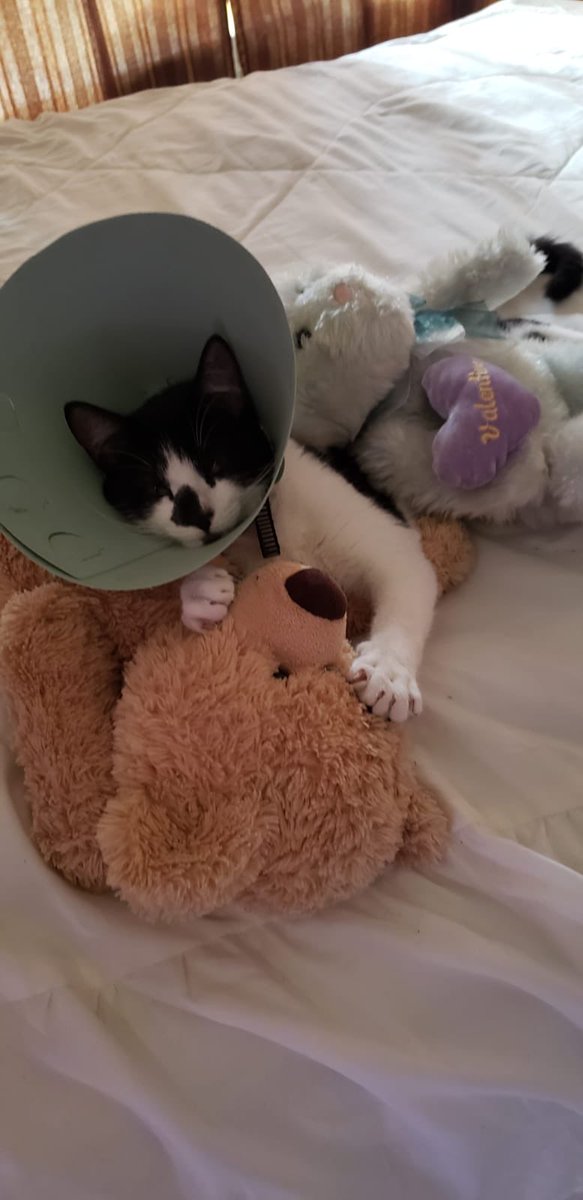 mel quiere ver a bts): tweet media