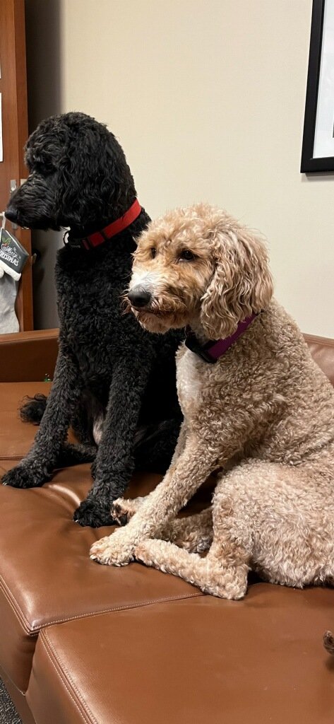 KingFar19701120's tweet image. #ThrowbackThursday 
This is the Duke and Duchess.  They still look exactly the same but this is a picture from a couple of years ago.  They look very dignified but they are really playful and kinda derpy most of the time.  #ThursdayFeeling #dogs