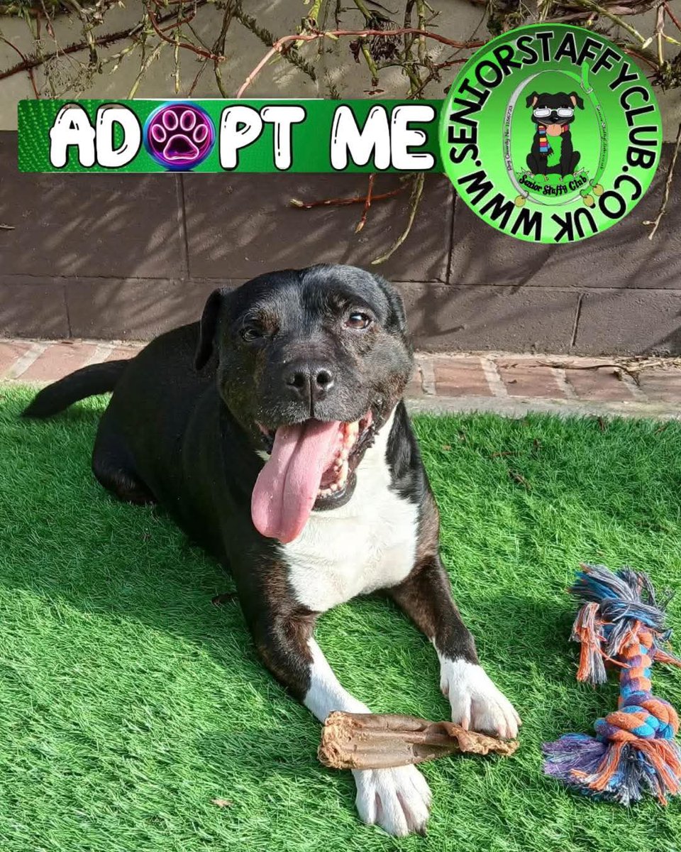 As the day comes to an end, we’re thinking of our lovely boy Trevor… still waiting, still hoping for a place to call home 💙
He’s such a special soul &amp; he will need a special home with specific requirements. Pls take the time to read his full write-up 👇
seniorstaffyclub.co.uk/adopt-a-staffy…