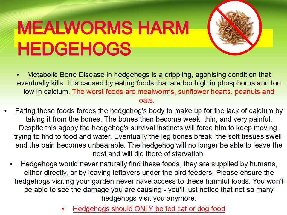 HedgehogCabin's tweet photo. No please remove the chicken, that isn't good for hedgehogs!!
Chicken alone is as bad as mealworms as it's *very* high in phosphorus and very low in calcium, and causes Metabolic Bone Disease.
Please only give *balanced* food - complete cat or dog food that has meat as the first listed ingredient.
Decide on one (I recommend Iams Kitten or Purina One Kitten) and stick to it, as hedgehogs have such strong survival instincts they don't trust a change in food.