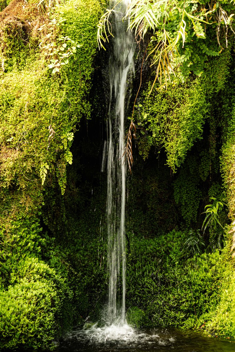 KevBruen's tweet image. Slow water @tatton_park this morning. And a plant.
#nikonz9 
#nikkorz100400