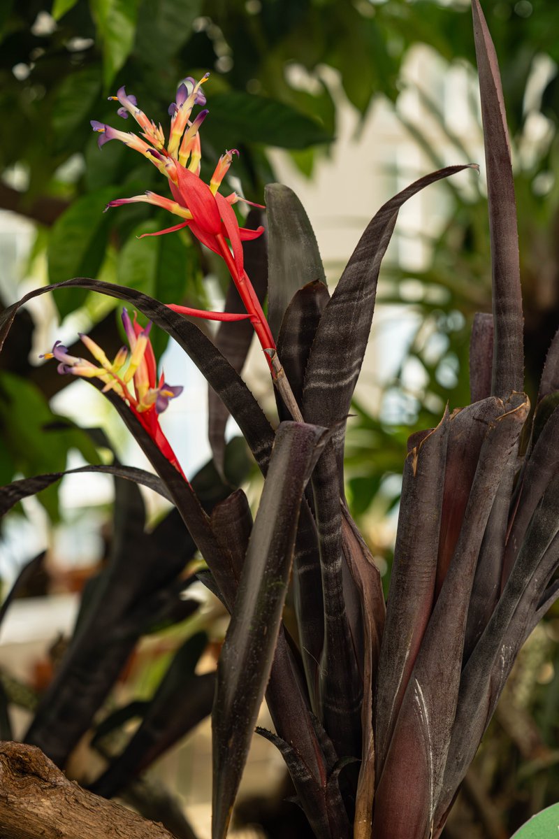 KevBruen's tweet image. Slow water @tatton_park this morning. And a plant.
#nikonz9 
#nikkorz100400