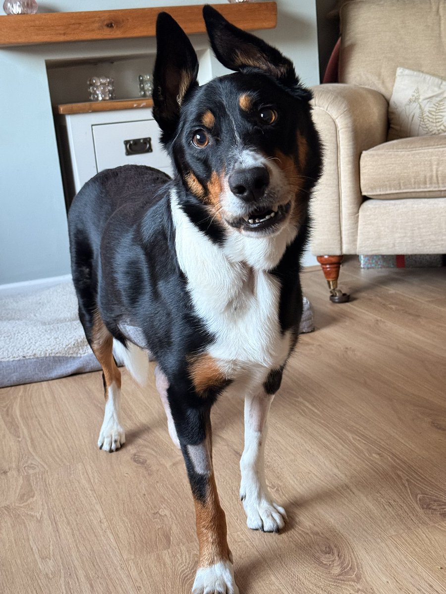 PipTheCollie tweet media