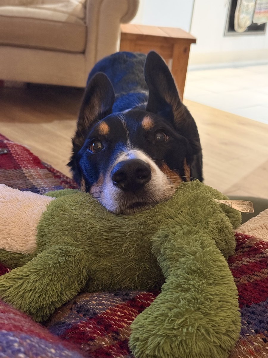 PipTheCollie tweet media