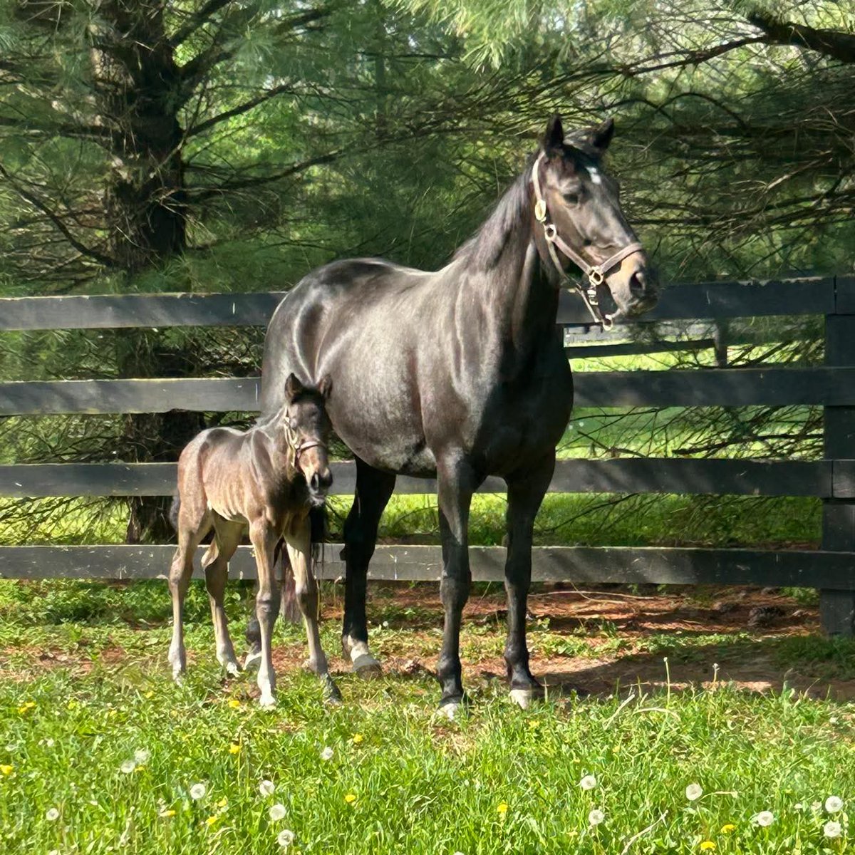 ArmitageFarm's tweet photo. Up to a little mischief already 😏

Welcome Trickster Armitage, a handsome colt by Googoo Gaagaa out of Miss Trixton, born on April 14th. He’s already showing off his personality, and we’re excited to watch him grow.

A big congratulations to Jackie, our Name A Foal contest winner! We think this name fits him perfectly 🖤

There’s still time to join in—send your name suggestions for a chance to win: https://t.co/n8cAkAw0KI 🐴✨
