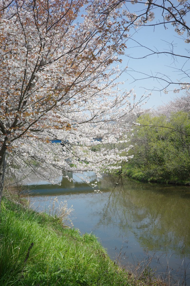 momotuyon's tweet image. おはようございます
どちらも縦写真です
#TLを花でいっぱいにしよう
#GRⅢx