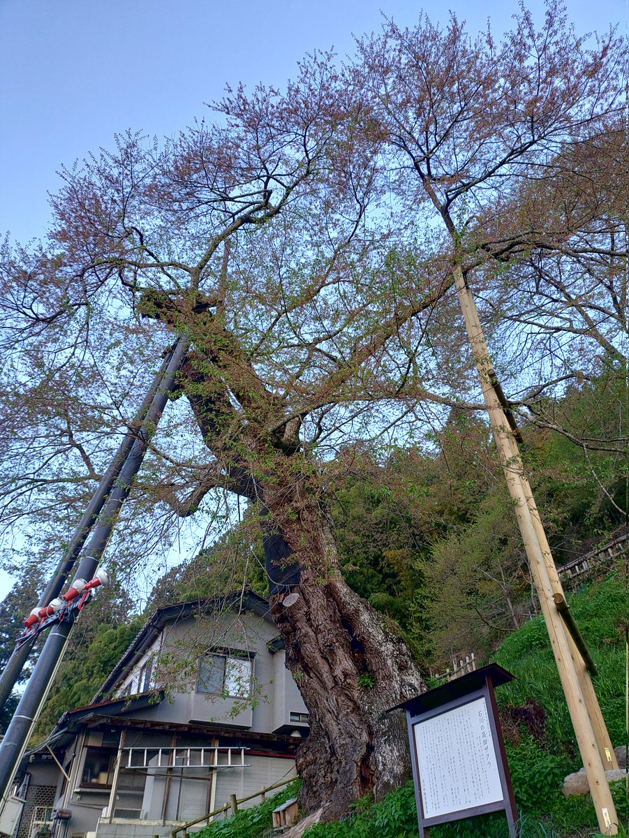 フレスクST tweet media