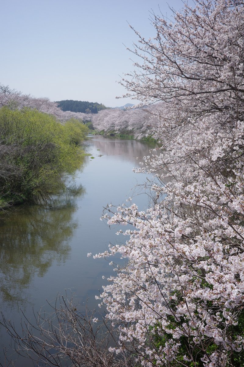 momotuyon's tweet image. おはようございます
どちらも縦写真です
#TLを花でいっぱいにしよう
#GRⅢx