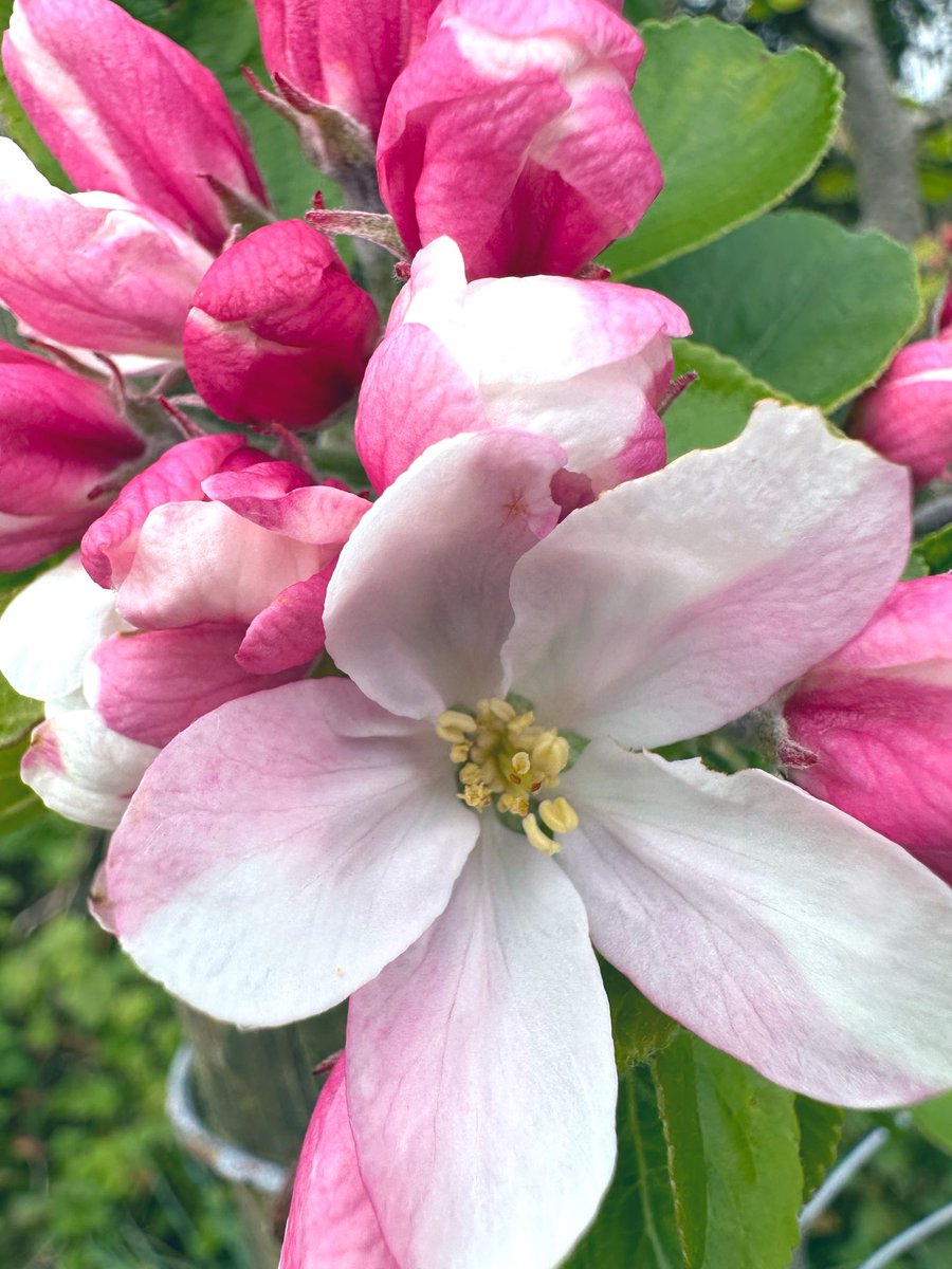 Pembs_Farm's tweet photo. The #apple #trees are joining the pears in #blossoming 🌸 https://t.co/cJjTNxxw9O