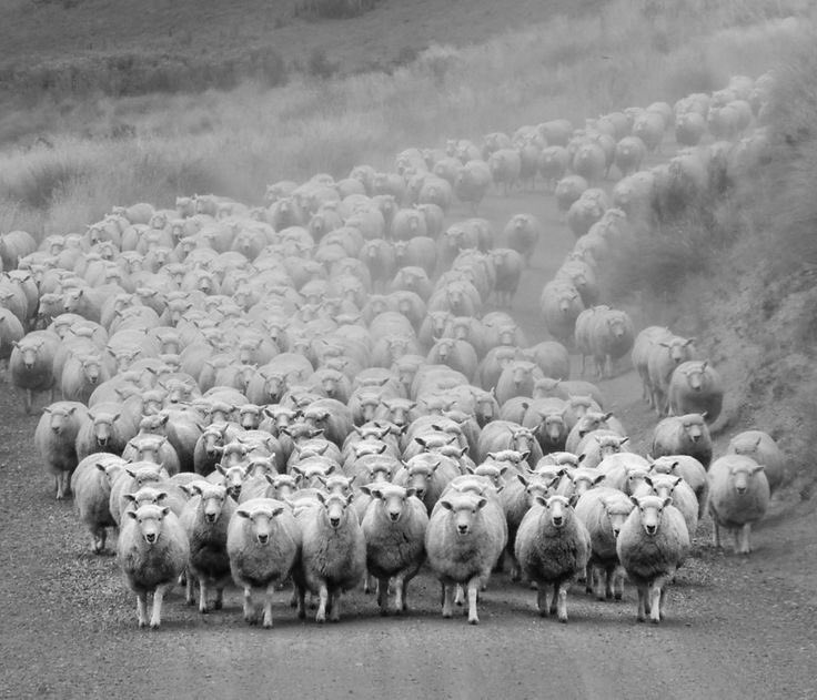 ایران اِشغالی tweet media