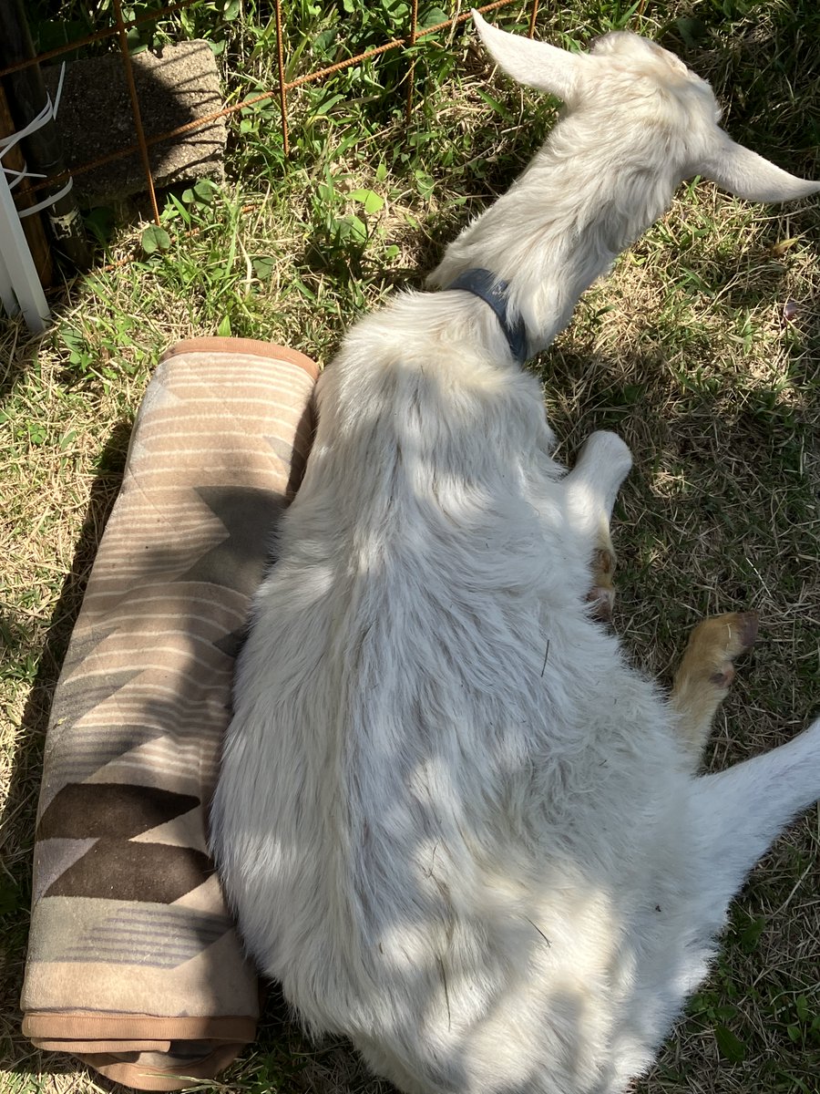 チーズと山羊大好き tweet media