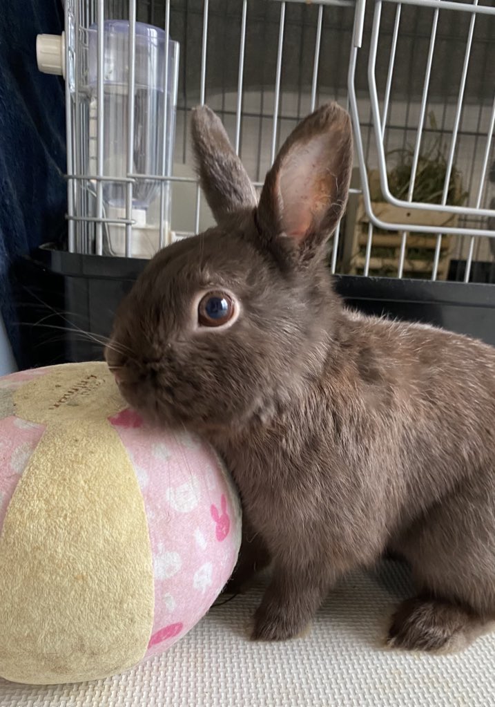 🐇🐰 まぁ𓃺𓈒𓏸🐰🐇 tweet media