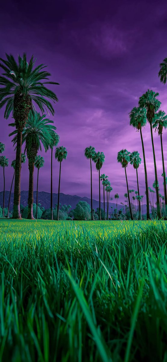 lynxchizzy's tweet image. Purple palm tree stormy wallpaper.
#Palmtrees #tropicalvibes