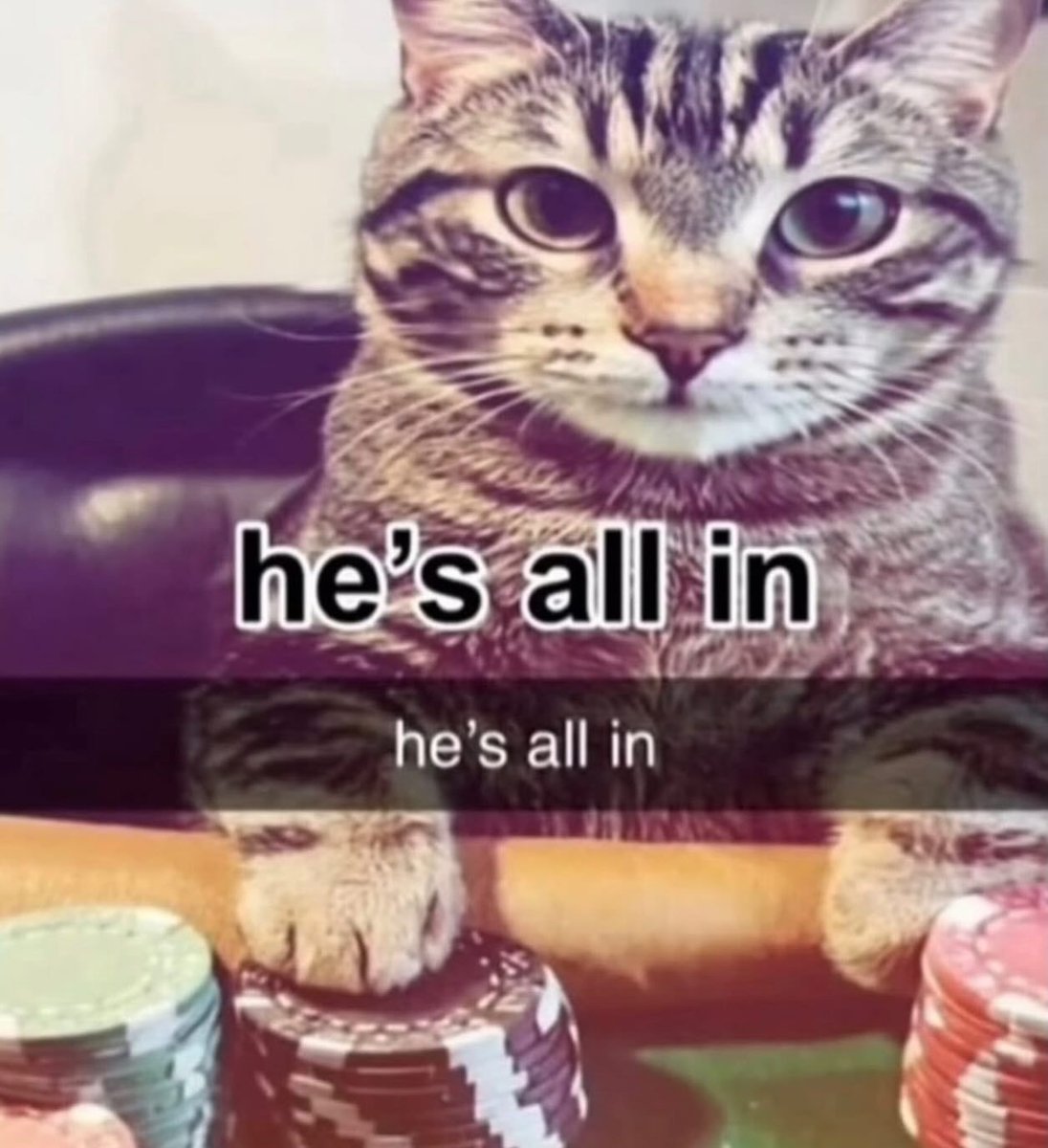 Cool Cat Society (@coolcatsociety) on Twitter photo 