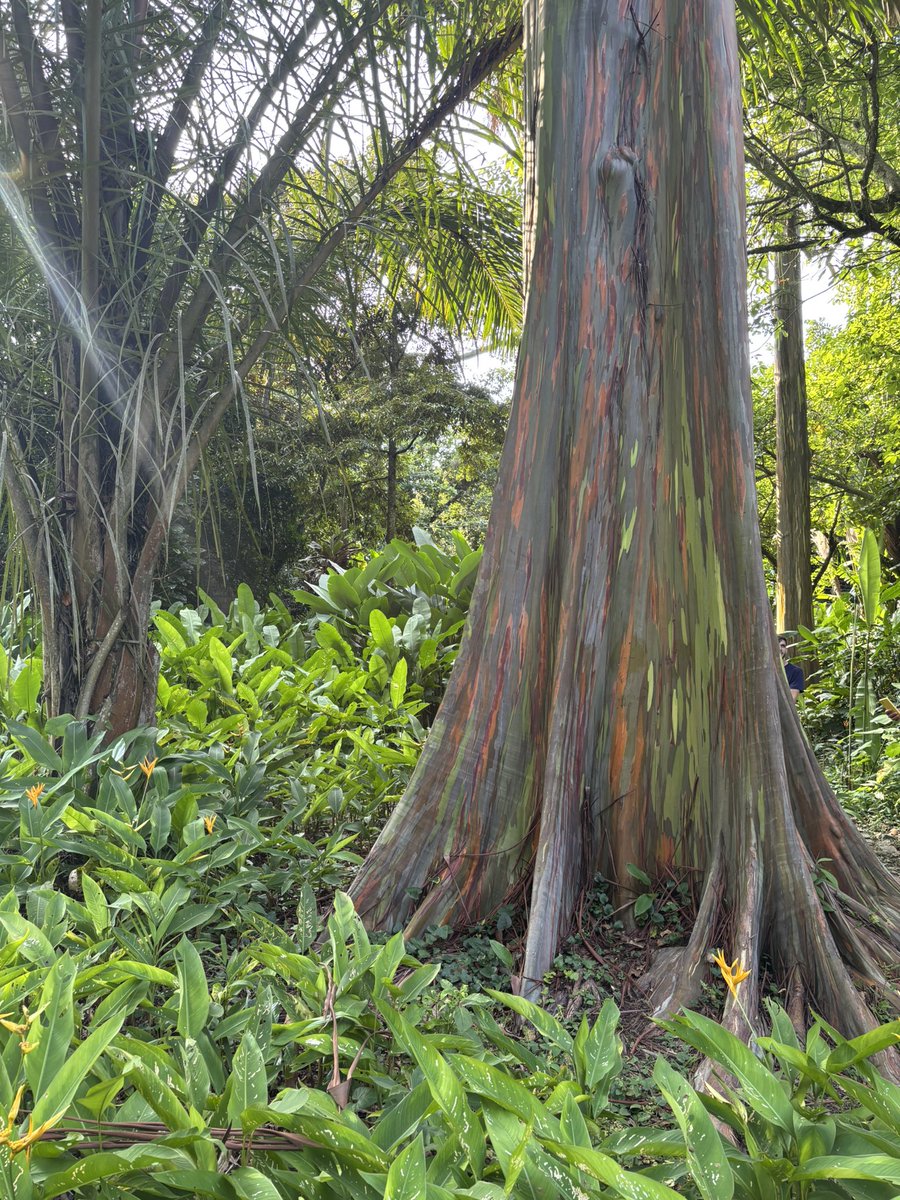vinizadu's tweet photo. hj realizei o sonho de conhecer o sítio burle marx… que lugar absurdo…. https://t.co/CEWopA1dtH