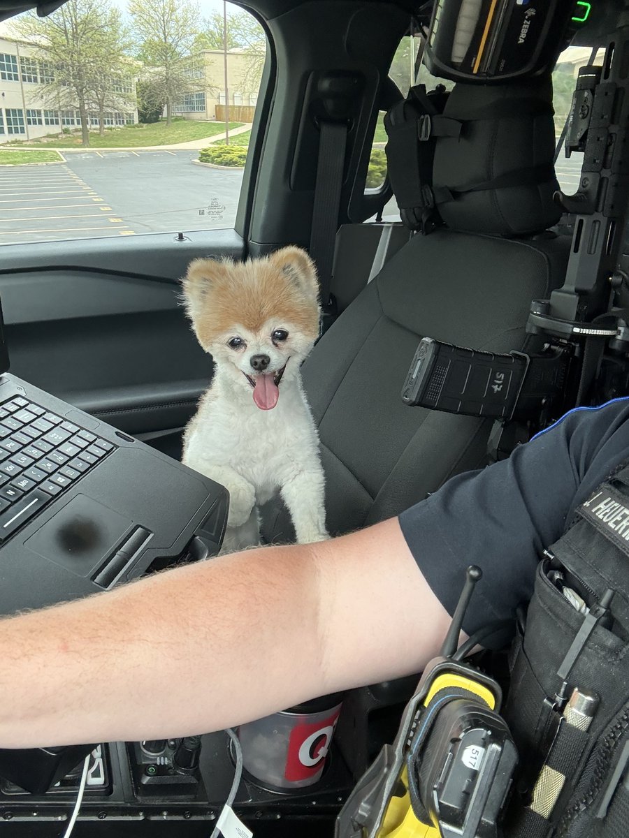 OFallonPolice's tweet image. Our officers responded to a call about this cutie found wandering without a collar. 

He enjoyed the ride back to PD....

Officers scanned for a microchip and within minutes, we were able to contact the owner. 

A great reminder of how important it is to microchip your pets!