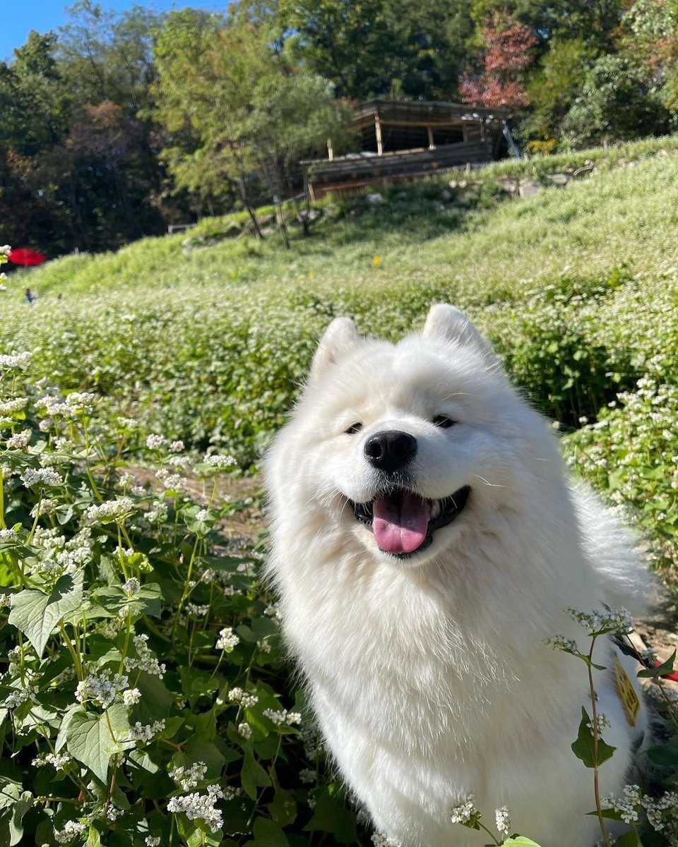 samoyed daily ☁️ tweet media