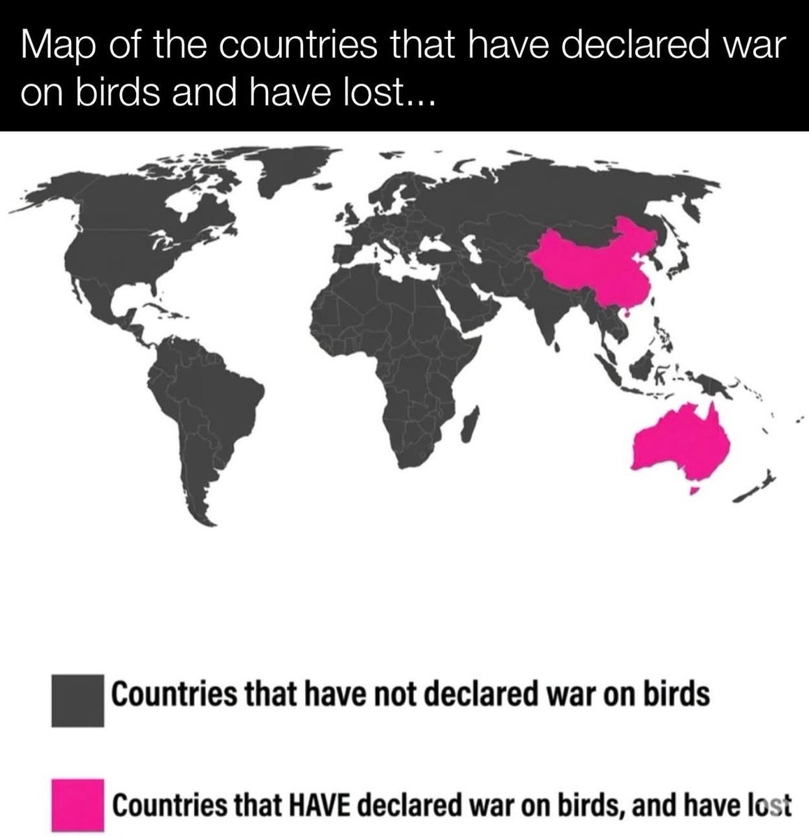 Declaration of Memes tweet media