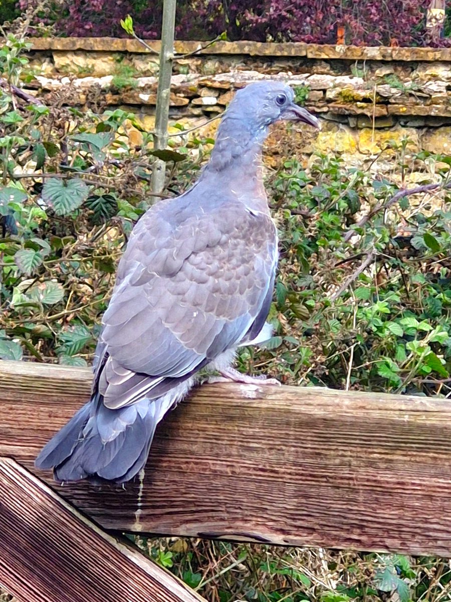 AdeysAlthorp's tweet image. There's not that many birds that look as strange as a juvenile wood pigeon that's just left the nest!
Betwix squab and adult.
Conservation@althorp.com 
#pigeons