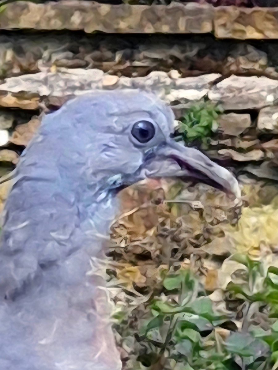 AdeysAlthorp's tweet image. There's not that many birds that look as strange as a juvenile wood pigeon that's just left the nest!
Betwix squab and adult.
Conservation@althorp.com 
#pigeons