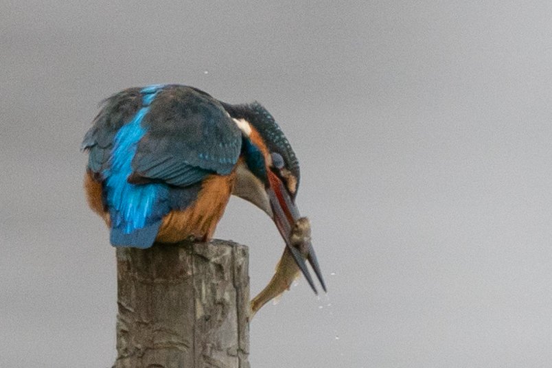 【今日のカワセミ】2026.04.17
おはようございます。 
素敵な1日になりますように！ 
Good morning. Have a nice day.   
#カワセミ 
#kingfisher