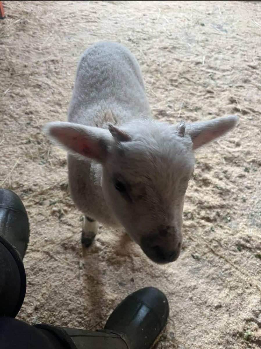 ArkOnTheClyde's tweet photo. Wee Lou and her tiny horns 🥹 https://t.co/UE7NoaEAM0