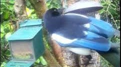 tourscotland's tweet image. Today's Tour #Scotland short 4K #Spring Thursday wildlife nature camera travel video Blog clip of the sight and sounds of a beautiful, sociable, black and white #Magpie #Bird spotted eating on morning visit and trip to my Scottish garden in #Perthshire tour-scotland-photographs.blogspot.com/2026/04/magpie…