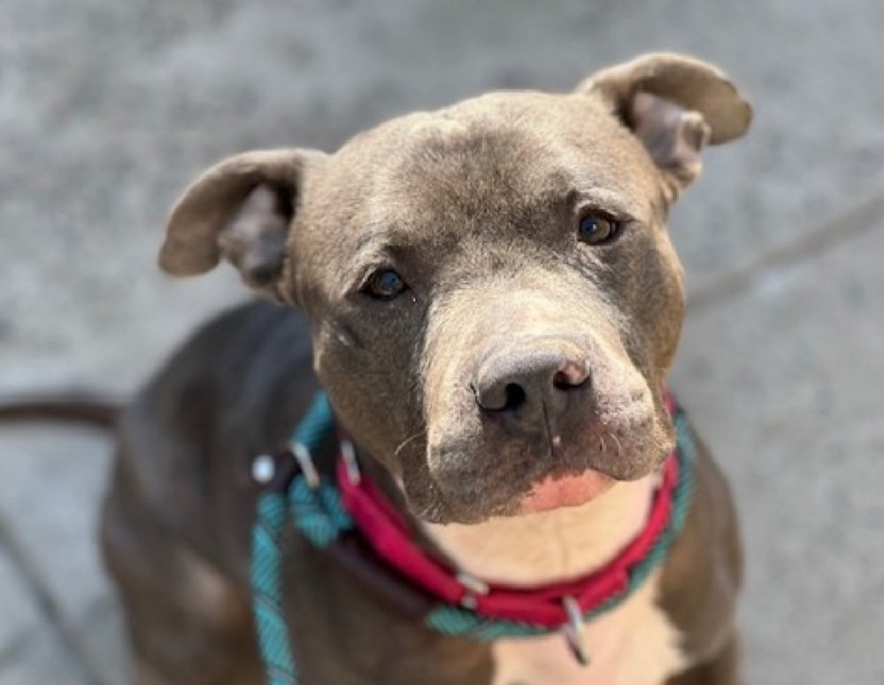 MorgFairsdogs's tweet image. Thin Mints 248110
Listed TBK 4/18
#NYCACC #RescueOnly 
He is a cute 3 yr old
Social with staff and allows all handling 
Highly dog reactive in care
Has dermatitis 🚑
Needs all adult home as solo pet 
Save Thin Mints!
nycacc.app/browse/248110
#Pledge4Rescue #foster #adopt