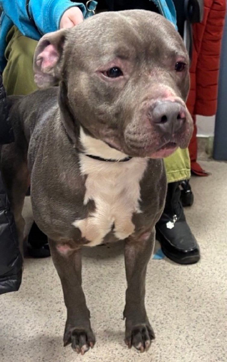 MorgFairsdogs's tweet image. Thin Mints 248110
Listed TBK 4/18
#NYCACC #RescueOnly 
He is a cute 3 yr old
Social with staff and allows all handling 
Highly dog reactive in care
Has dermatitis 🚑
Needs all adult home as solo pet 
Save Thin Mints!
nycacc.app/browse/248110
#Pledge4Rescue #foster #adopt