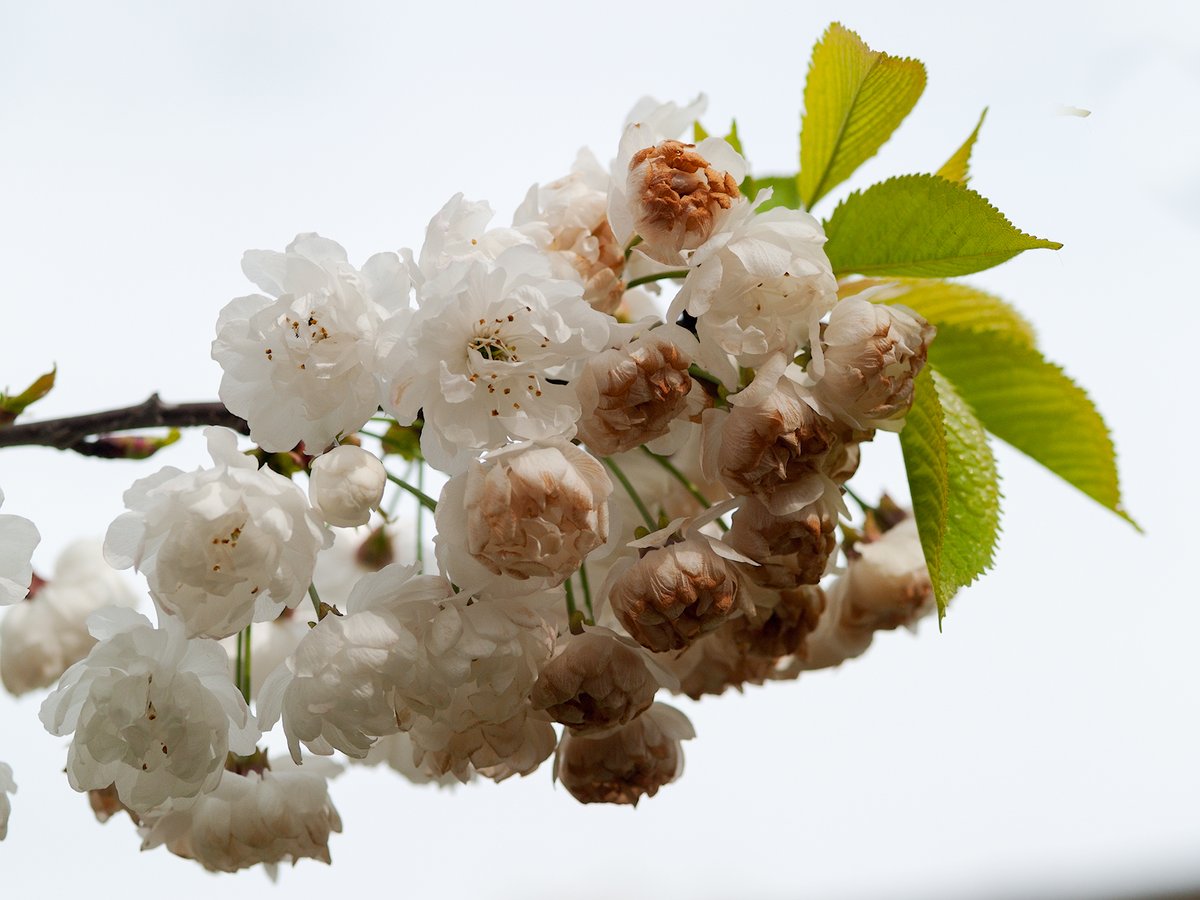 Weerman <a href="/jeepeeka/">Jean-Paul Korst</a>  #Tilburg  de weersverwachting voor het komende weekeinde: licht wisselvallig en frisser. De zaterdag begint nog droog, maar in de loop van de middag kan er een bui vallen en dat weerbeeld heeft ook de zondag. Temperaturen liggen op  beide dagen tussen de 15