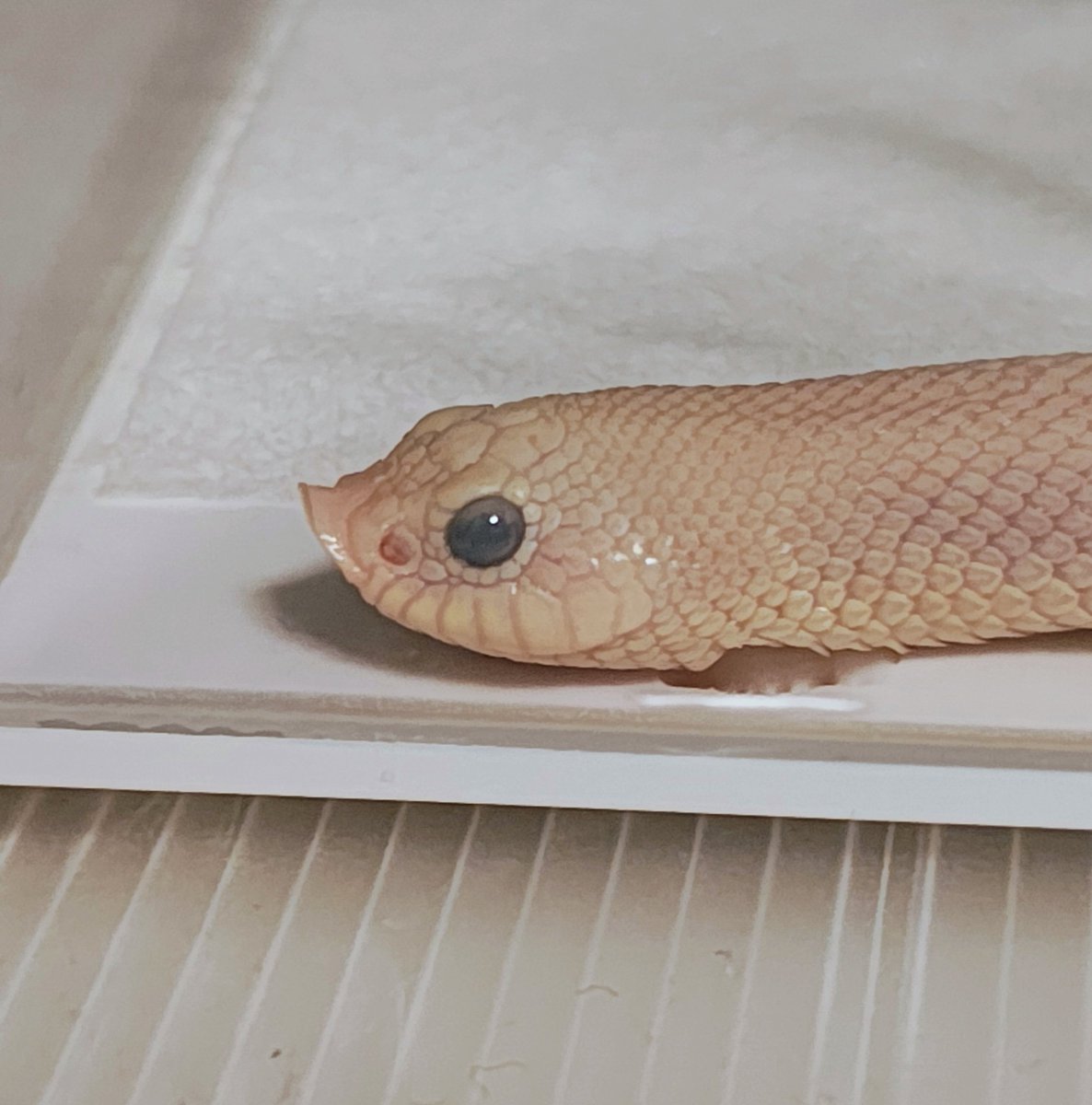 ネコ軍曹R© tweet media