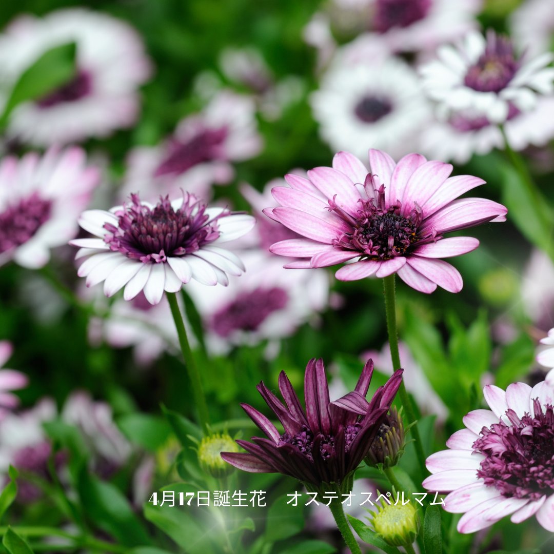 なつめ｜犬と猫と暮らし tweet media