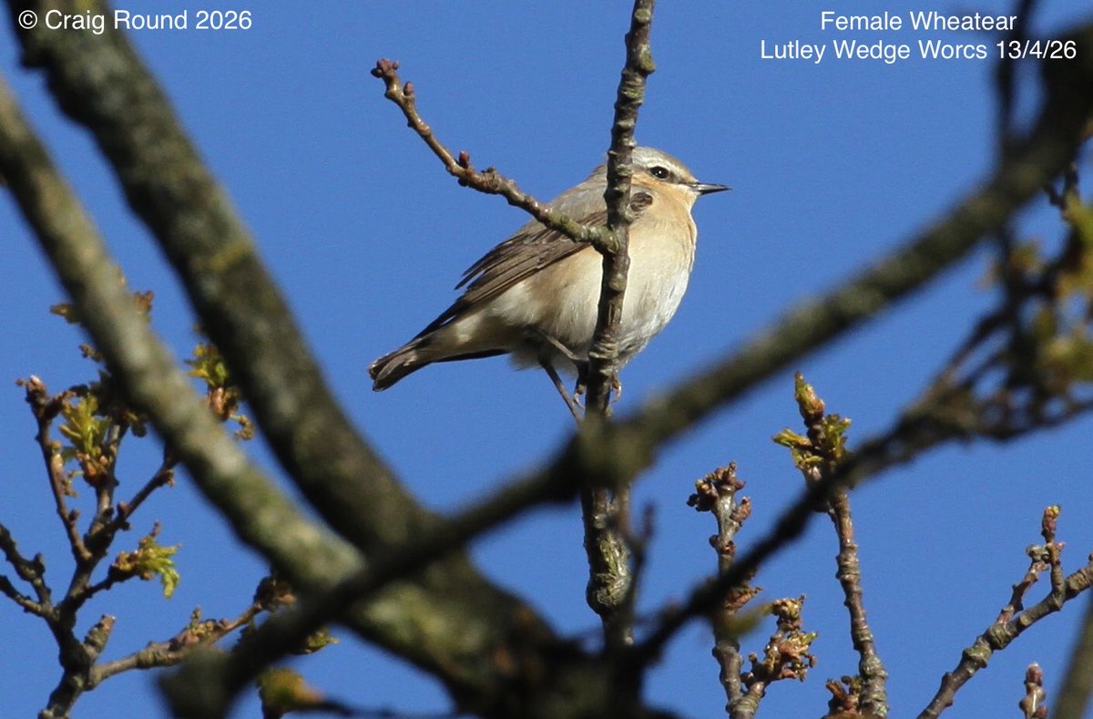 craig_round's tweet photo. Lutley Wedge Worcs 13/4
A passage Wheatear high amongst the limbs of the awakening Oaks ‘bud burst’
#Lovespring #vismig #WorcsBirds https://t.co/lhQn4OtZ0e