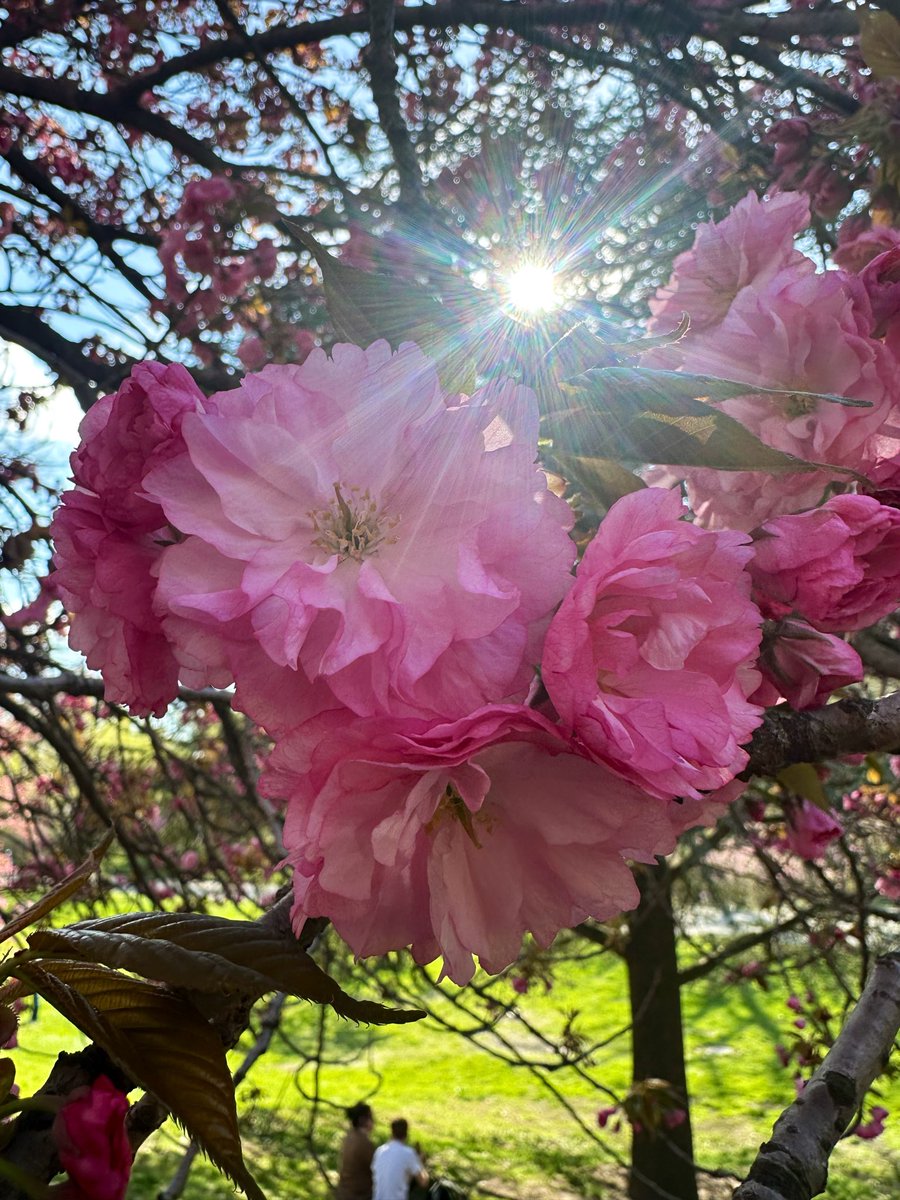 free_style_chef's tweet image. Central Park is in full bloom.  

I am just a humble creature,
here at the right place right time, 
observing this magic in awe. 

#spring #SpringFlowers #SpringIsHere