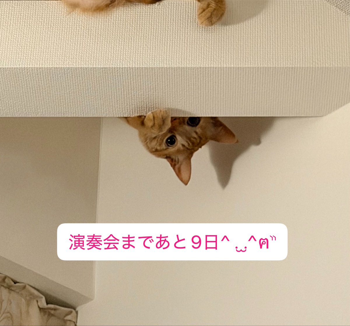 Orchestra L'âme sœur(オーケストラ・ラム・スール) tweet media