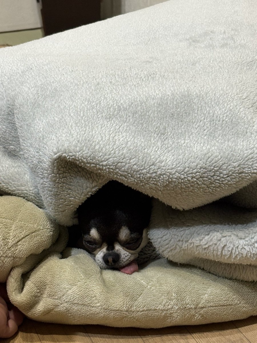 ns_dogs's tweet photo. Eve in blanket mode 🥰😛  
Just a tiny face and tongue sticking out from the fluff 😂  
Peak morning cozy vibes!  

Good morning!

#TwoDogs #ChihuahuaLove https://t.co/rW1akXeCoU