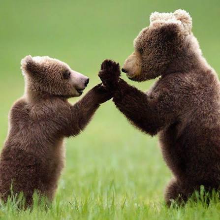 Ready Bear tweet media