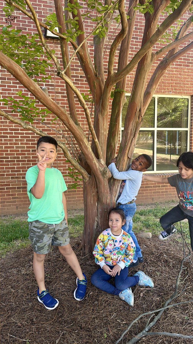 SterlingElemen1's tweet photo. Kindergarten is enjoying trees and branching into new learning in Module 4 🌳💚 @CharMeckSchools  @ELeducation  #sterlingpride🐯  #Crew89 #Kindergarten #LevelUP⬆️ https://t.co/XB6MoXaCSC