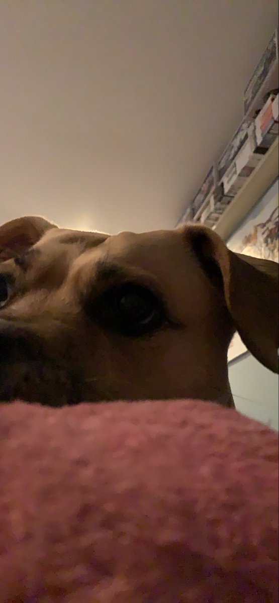 This is somethin I never wanted to write

You were my best friend. You were always there with me thru everythin with that adorable smile. A piece of me left with you and this house feels so empty without you here anymore. Thank you for the last 15 years

I love you so much Lima❤️
