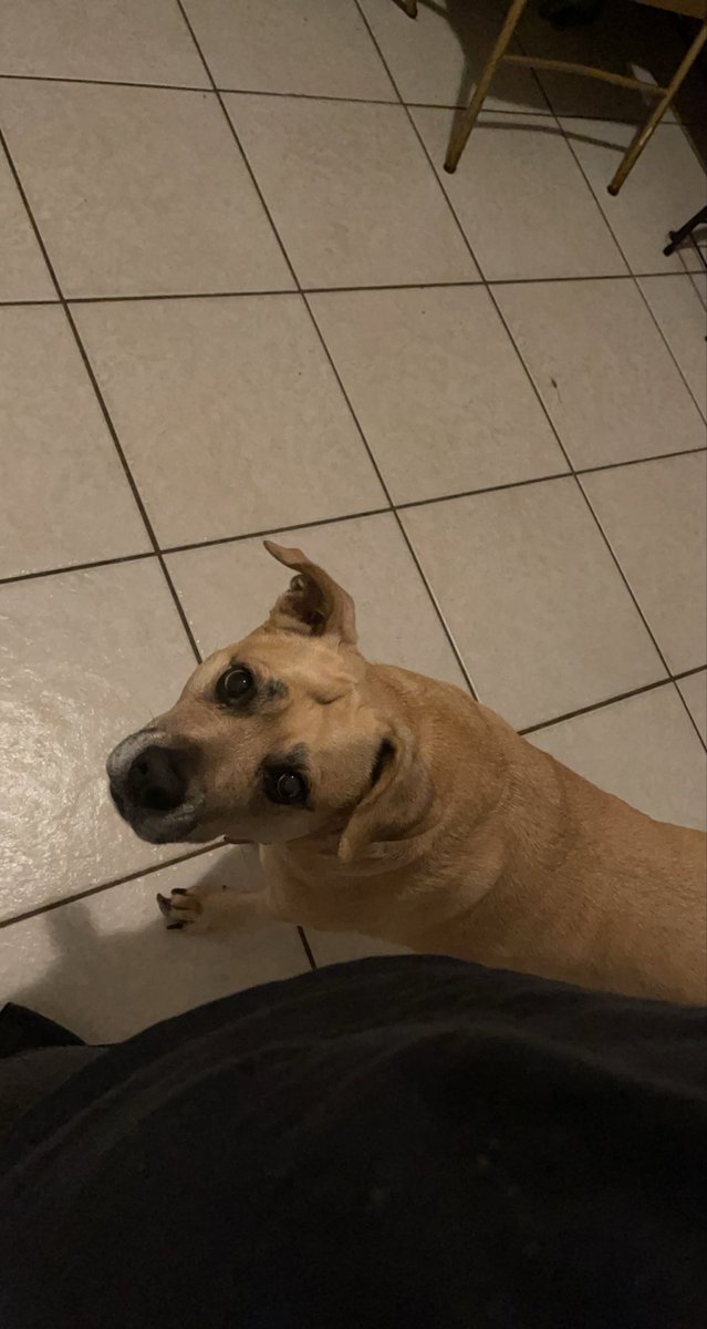 ImExiled_'s tweet photo. This is somethin I never wanted to write

You were my best friend. You were always there with me thru everythin with that adorable smile. A piece of me left with you and this house feels so empty without you here anymore. Thank you for the last 15 years

I love you so much Lima❤️ https://t.co/WPv1ZsEhFO