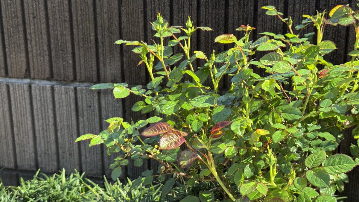 みーくん tweet media