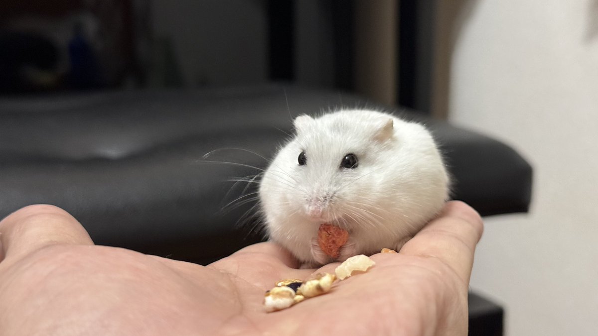 みーくん tweet media