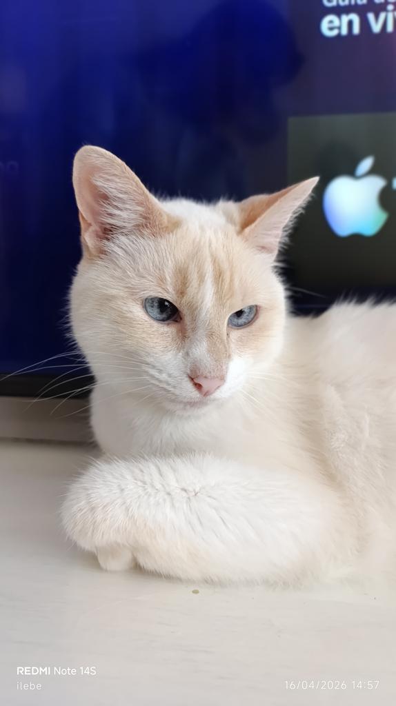 ilebe 🏃‍♀️🐈🐾🐕 tweet media