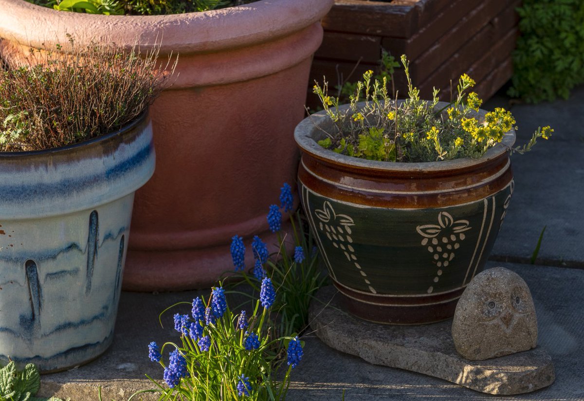 OurBestTimes's tweet image. Let Them Grow, Where They Feel Shelter... #flowers #lighting #natural #garden #freedom #place #healthy #feeling #friday #weekend @OurBestTimes