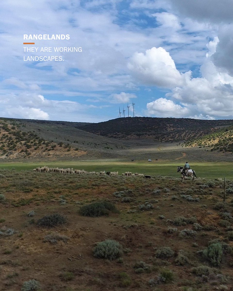 PLCranching's tweet photo. With 2026 declared as the International Year of Rangelands and Pastoralists (@IYRP2026), we celebrate the value of these working landscapes and the people who steward them.
 
Rangelands cover nearly half of the Earth’s surface and support biodiversity, food systems, and rural livelihoods. These dynamic ecosystems play a vital role in maintaining soil health, storing carbon, mitigating wildfire risk, and so much more. 
 
Public lands ranchers across the U.S. are an instrumental part of the global story. 
 
#IYRP #PublicLandsGrazing #PLC #StewardshipInAction