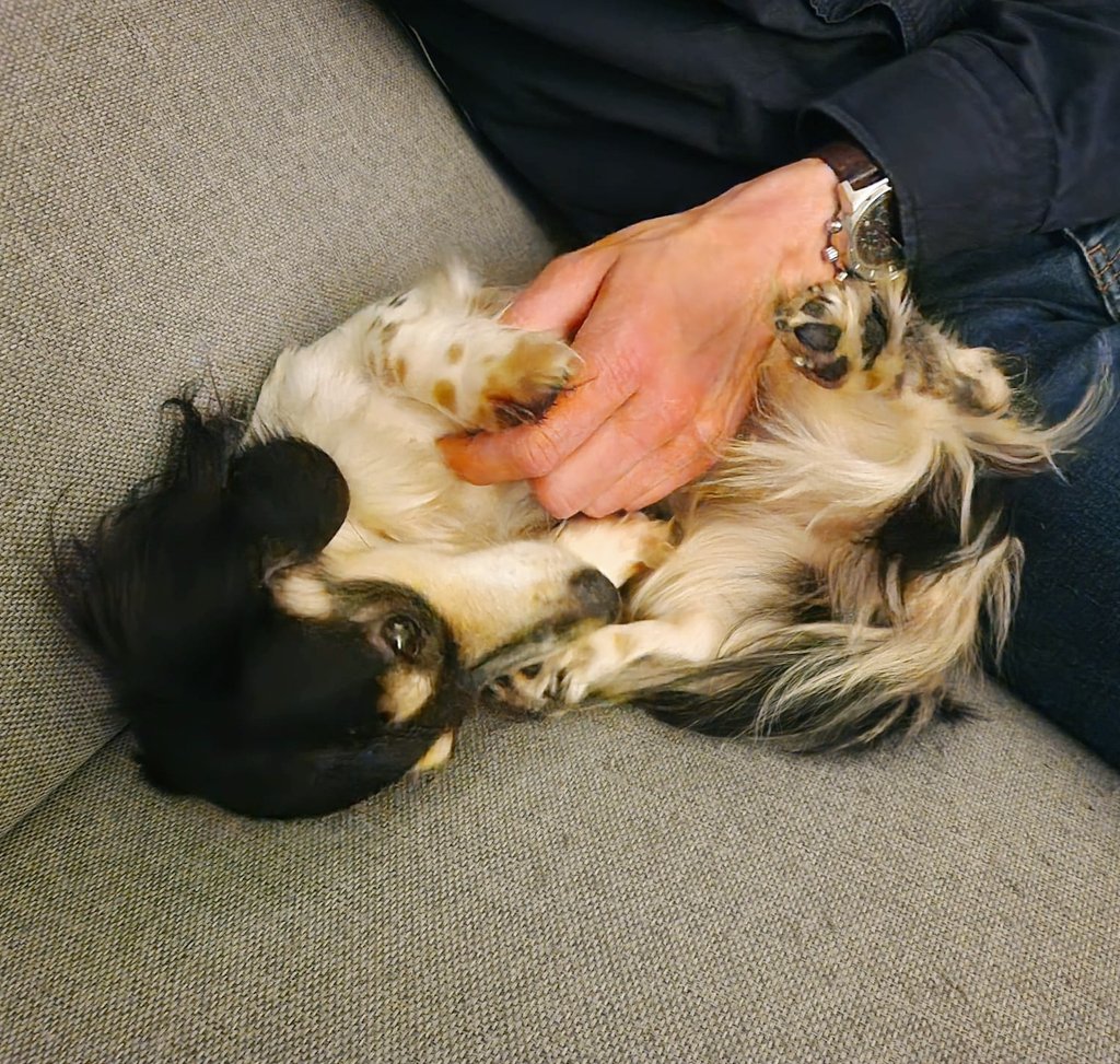 TeckelZelda's tweet image. Getting attention... 😊🐾
#Zelda #DogsofTwittter #Dachshund #Doxie #SausageArmy #Teckel